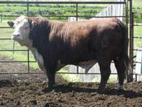 Herd Sire