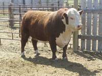 Herd Sire