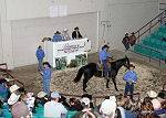 Hagan Horse Sale showing off the best